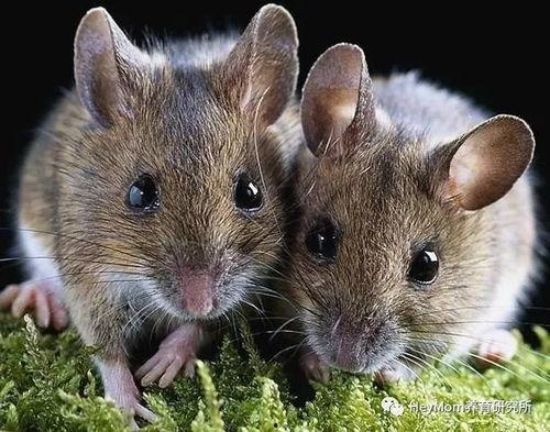 穷人养鼠大法娱乐吃瓜,趣味养鼠，吃瓜乐趣无限